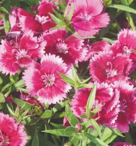 1 Dianthus