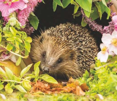 Spring Conservation Welcome to Spring - Conservation News