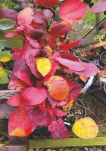 The leaves of the Cotinus coggyria ‘Grace’ are a splendid sight in the autumn garden.