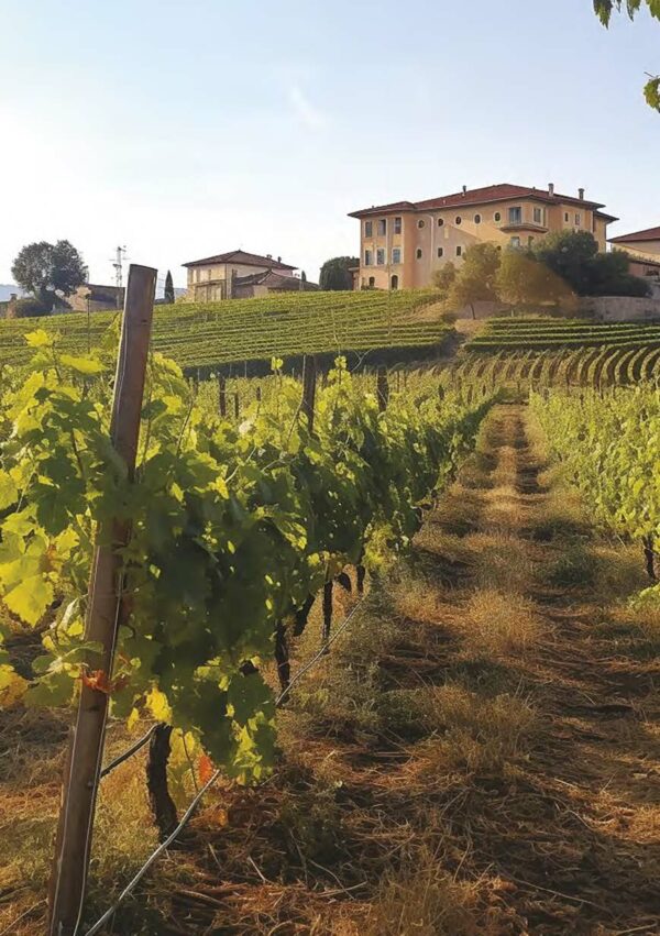 up and coming wine regions