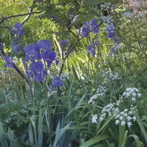 5 Star Plant Combinations