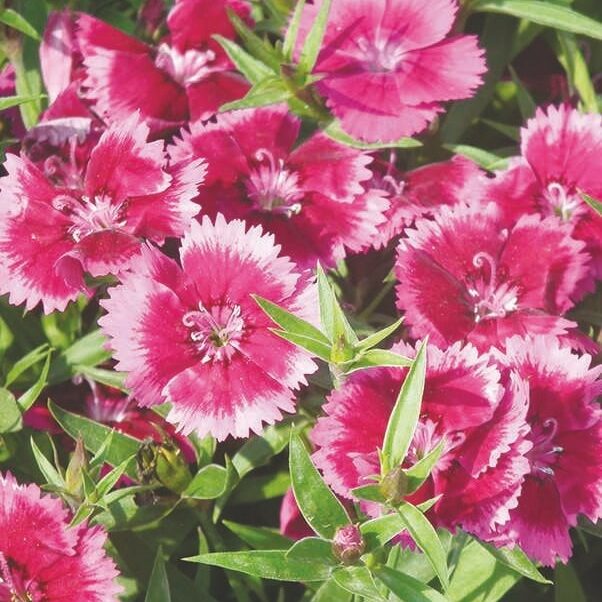 1 Dianthus