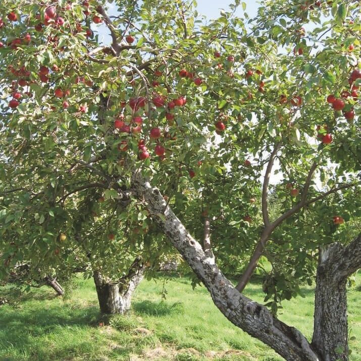 apple-trees