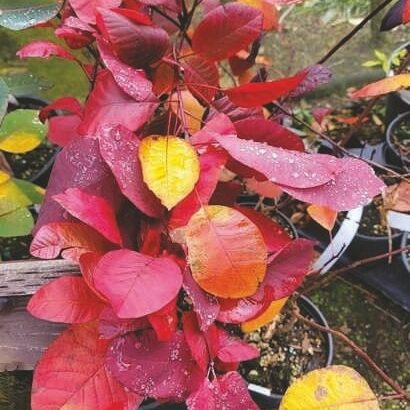The leaves of the Cotinus coggyria ‘Grace’ are a splendid sight in the autumn garden.