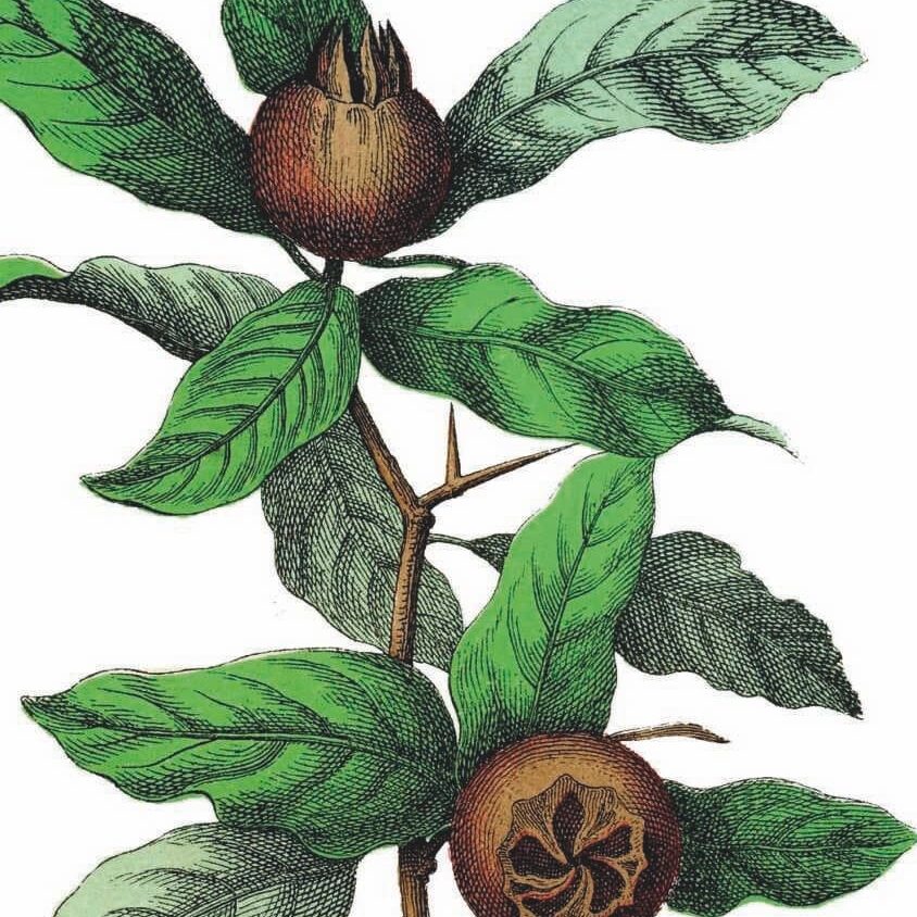 medlar1