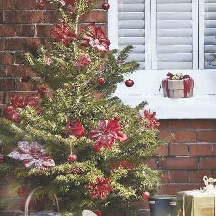 Pot grown tree, Dobbies