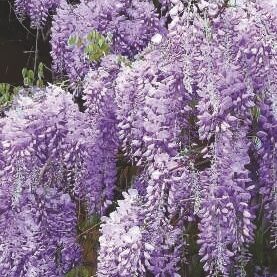 wisteria